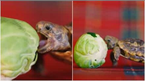 Pancake tortoise vs Brussels sprouts