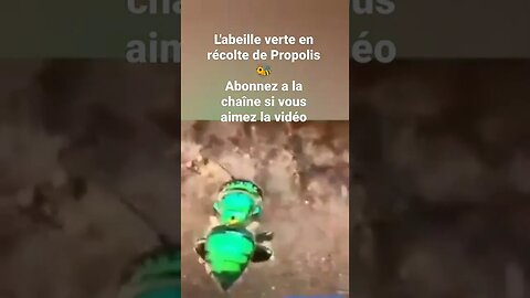 abeille verte en récolte de Propolis 🐝🐝😍