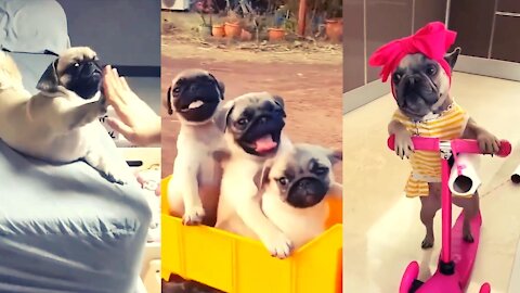 Watch These Pugs Enjoy Acting Like Humans — REALLY CUTE & FUNNY!