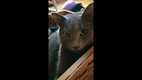 Cat in a basket on Christmas