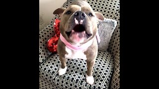 Pit Bull Has Her Own Funny Language