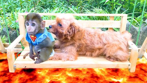 Baby Monkey goes to pick Cherry and the ground is lava