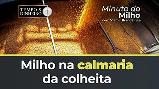 Milho na calmaria da colheita. Preço do Arroz e Feijão