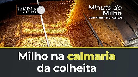 Milho na calmaria da colheita. Preço do Arroz e Feijão