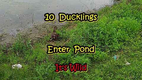 10 Ducklings Enter Pond