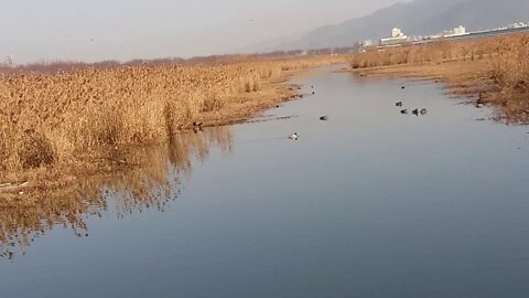 The appearance of migratory birds on a warm winter day.