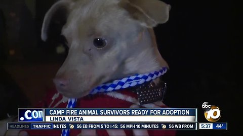 Camp Fire animal survivors ready for adoption