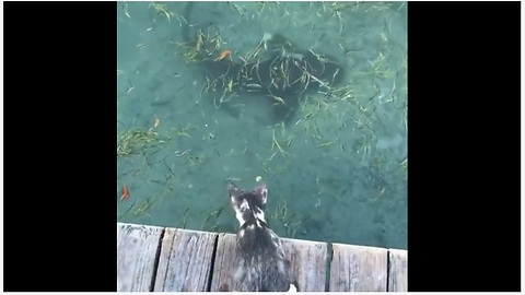 Curious Cat Closely Observes Sharks From The Dock