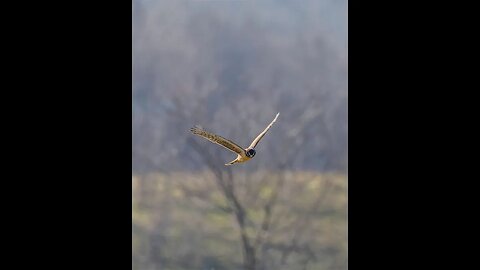 Northern Harrier Riding the Wind, Sony A1/Sony Alpha1