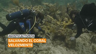 Agosto activista: Salvando el coral velozmente