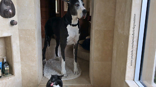Great Dane impatiently waits for cat to finish shower