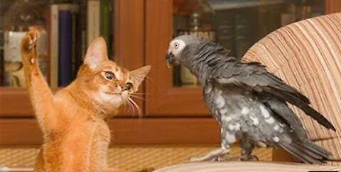 Cute Parrot and Cat Videos - Best of Funny Parrots Annoying Cats Compilation