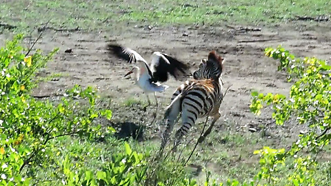 Playful Baby Zebra Loves Chasing The Storks