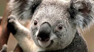 Did you ever koala's make this sound?