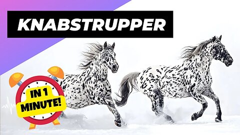 Knabstrupper - In 1 Minute! 🐴 One Of The Most Beautiful Horses In The World | 1 Minute Animals