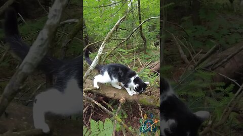 Girl cat fort in the woods.