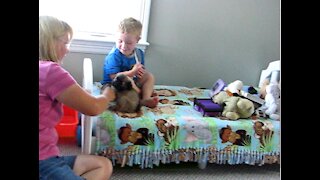 Pug puppy + kid = cuteness overload!