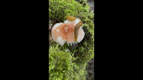 Slugs on a shroom