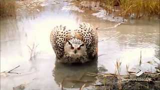 Giant owl standoff