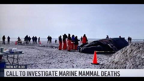 Big Wind & The Incidental Take, a story about New Jersey, Green Energy, & Dead Whales | Breuniverse