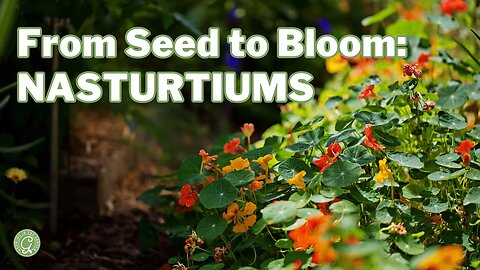 Nasturtiums: From Seed to Bloom