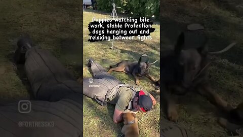 Stable Protection dogs hanging out with puppies between fights