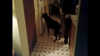 Dog Tries to Break into Fridge