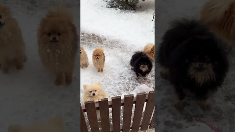 Snowy Pup Parade: Playful Dogs in a Winter Wonderland #nocopyright #keyboard #soundeffects