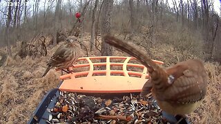 BirdKiss AI Smart Bird Feeder: House Finch, Red-Bellied Woodpecker, Carolina Wren