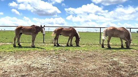 Update on Amara after her stay at the veterinarian and being down in the barn for 10 hours Ep.62