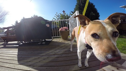 Dog sees hidden camera , she deals with it in her own way