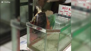 Tartaruga tenta di scappare dall'acquario