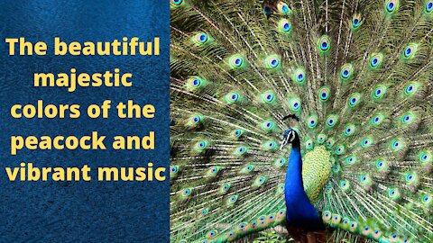 Extraordinary beauty of the peacock