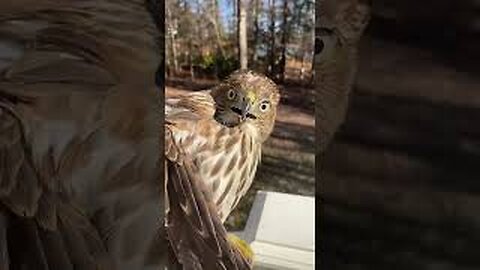 Hawk Makes HILARIOUS Face After Being Rescued!