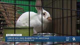 Virus killing rabbits in Arizona