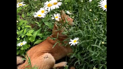 This Iconic Shiba inu can help you pick beutiful flowers for your lover