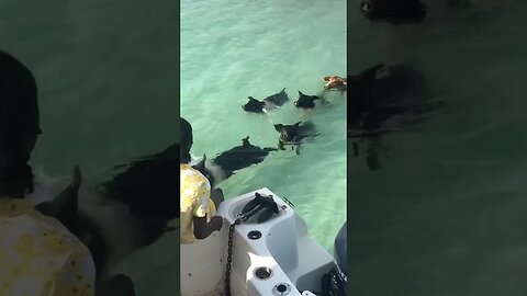 The Swimming Pigs🐖 In The Bahamas #anglerlife #fishing #saltlife #swimmingpigs #thebahamas