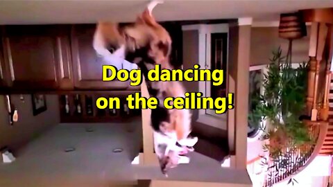 Dog dancing on the ceiling!