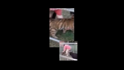 James Garretson of Tiger King throws baby tigers