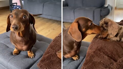 Dog Argues With Puppy For Taking Her Spot On The Couch