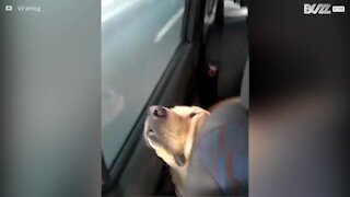 Cane si addormenta in auto in modo strano