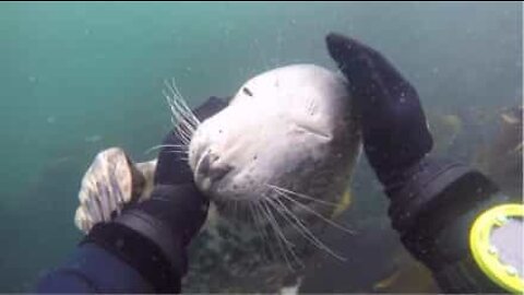 Friendly seal petted by diver