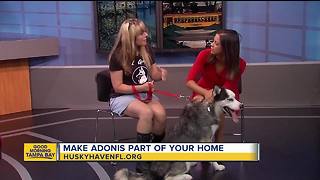 Rescues in Action: Adonis