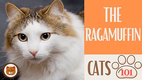 🐱 Cats 101 🐱 RAGAMUFFIN CAT - Top Cat Facts about the RAGAMUFFIN