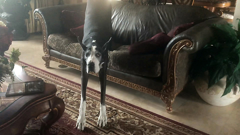 Great Dane Has Her Nap Disturbed by Noisy Brother Dog