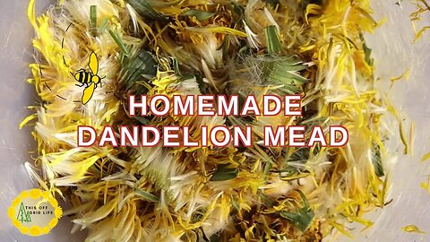 Making Dandelion Mead and Foraging in an Avalanche Path