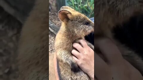 Cute funny Quokka -152