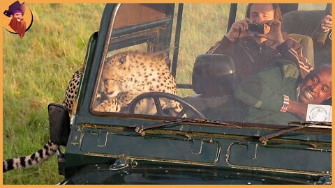 Scary Moments When ANIMALS Attack Safari Vehicles