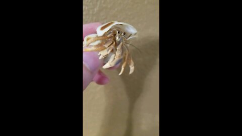 Hermit crab peeks out of shell
