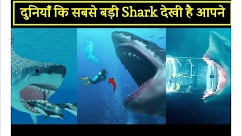 दुनियां की सबसे बड़ी Shark 🦈 | #Shorts | #Megalodon